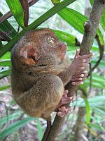 Филиппинский долгопят (Фото: Архив проекта Tarsius)