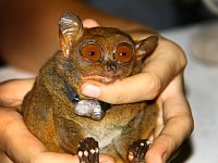 Филиппинский долгопят (Фото: Архив проекта Tarsius)