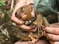 Филиппинский долгопят (Фото: Архив проекта Tarsius)