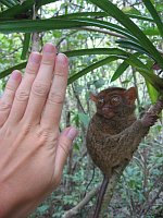 Филиппинский долгопят (Фото: Архив проекта Tarsius)