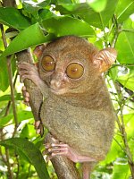 Филиппинский долгопят (Фото: Архив проекта Tarsius)