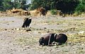 Снимок погибающего от голода ребенка в Судане