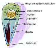 Toxoplasma gondii (Фото: Грэхэм Колм, Wikimedia CC BY-SA 3.0)